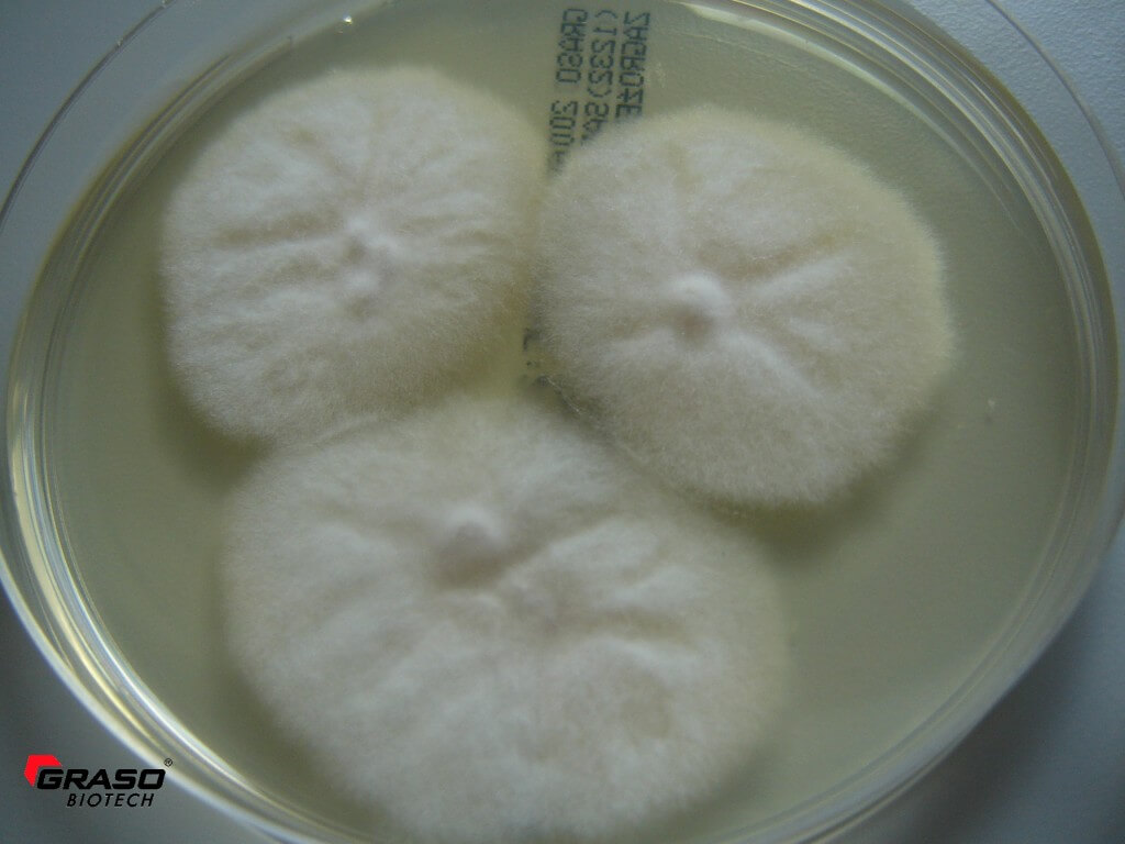 Microsporum canis; Sabouraud Dextrose Agar z chloramfenikolem_3