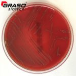 Clostridium Difficile Agar 1005