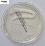 Sabouraud Dextrose Agar z chloramfenikolem (3020)