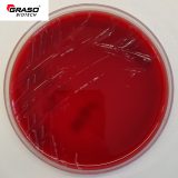 Campylobacter Agar z 10% krwi baraniej (1291)