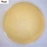 Lactobacilli MRS Agar zgodnie z ISO 15214 (212)