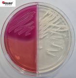 MacConkey Agar z fioletem krystalicznym / Sabouraud Dextrose Agar z chloramfenikolem i gentamycyną (2020)