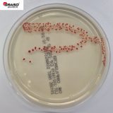 CHROMagar Campylobacter (1385)