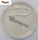 Sabouraud Dextrose Agar z chloramfenikolem i gentamycyną (1232)